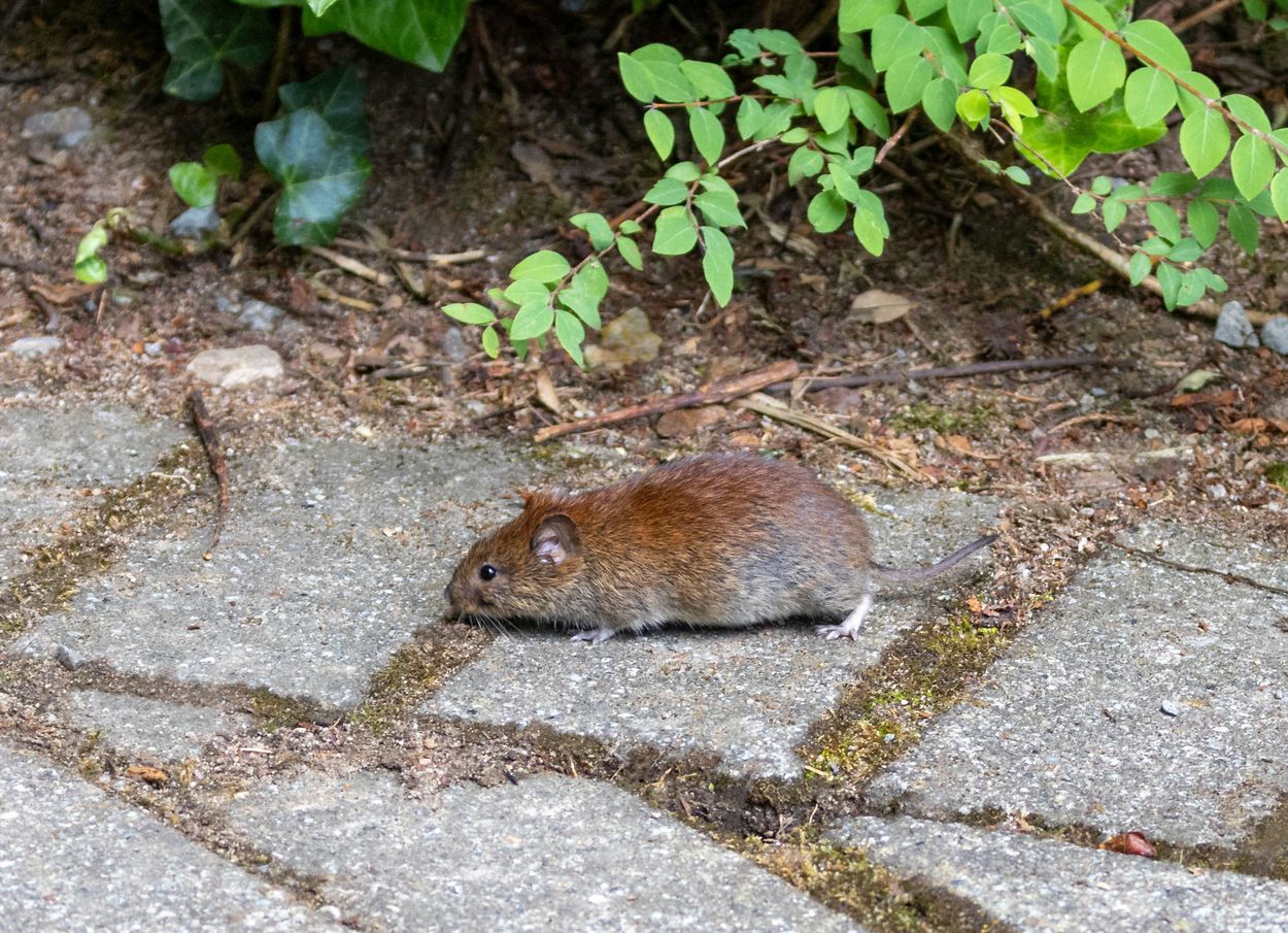 /assets/images/a/Roetelmaus_619635242_web-bth289q31bzwkvr.jpg