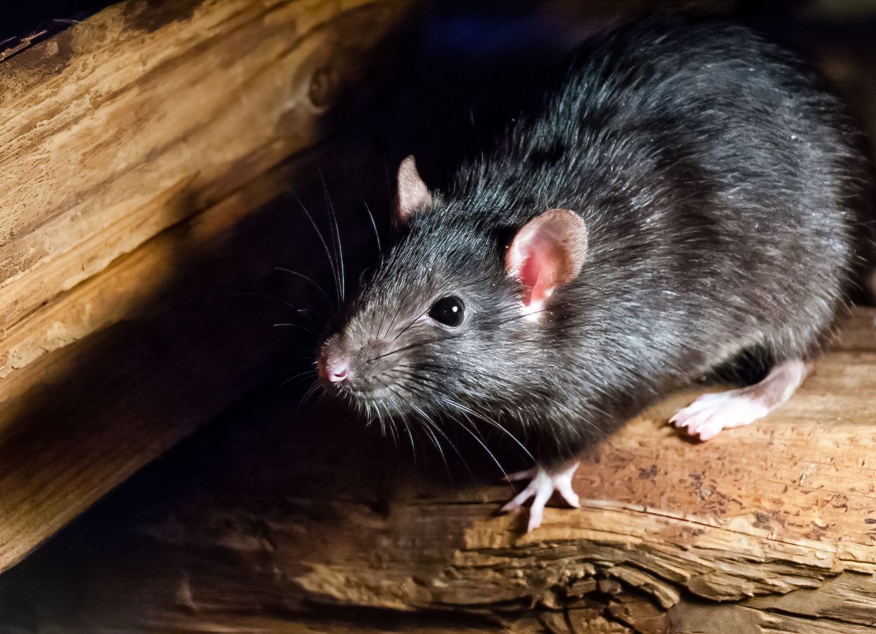 /assets/images/p/Ratte_340627200_web-dt2v1md6mspz09p.jpg